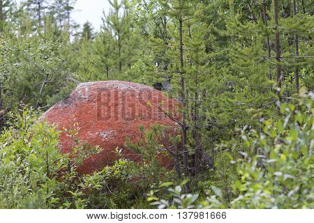 Rock in northern Sweden with red color because of the algae Trentepohlia iolitus