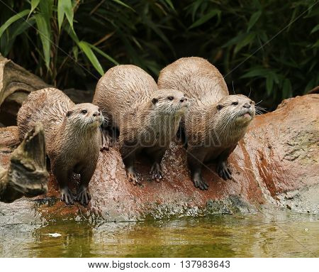 A family of Oriental Short Clawed Otters cuddling