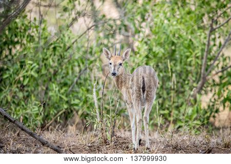 A Common Male Duiker Starring At The Camera.