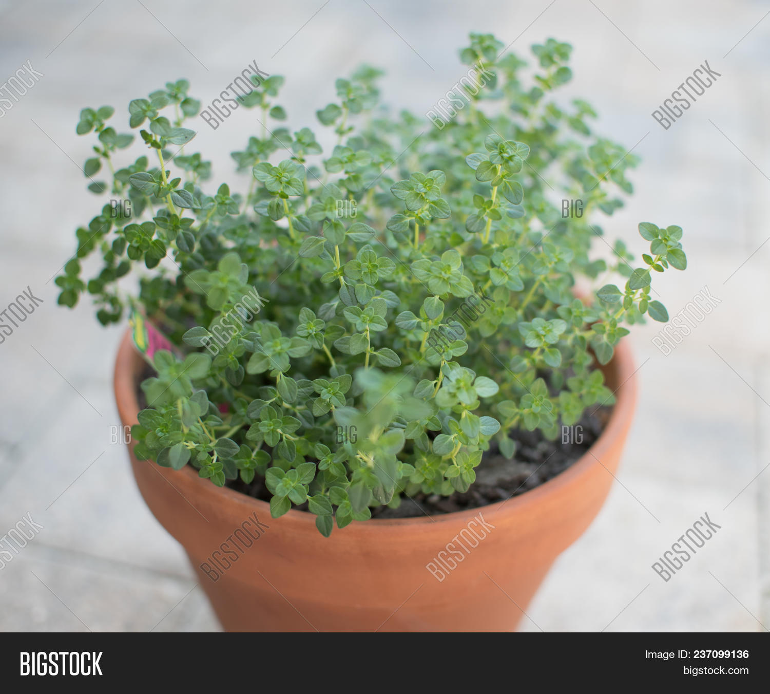 Lemon Thyme Leaves Image & Photo (Free Trial) Bigstock