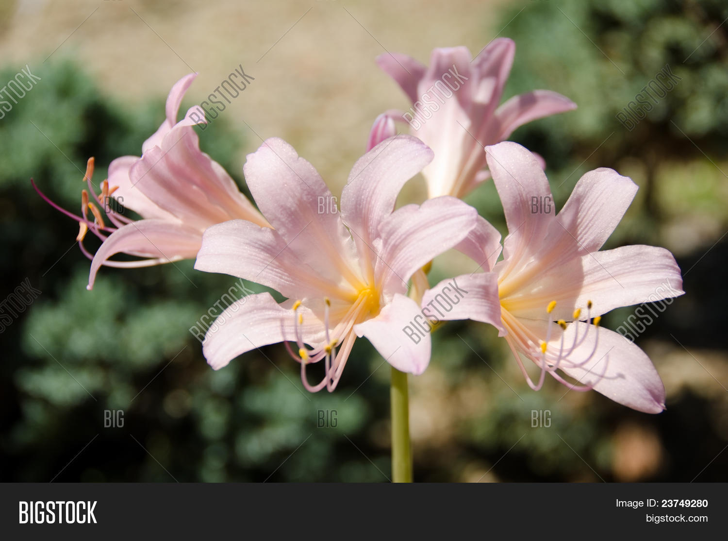 Resurrection Lily, Lycoris Image & Photo Bigstock