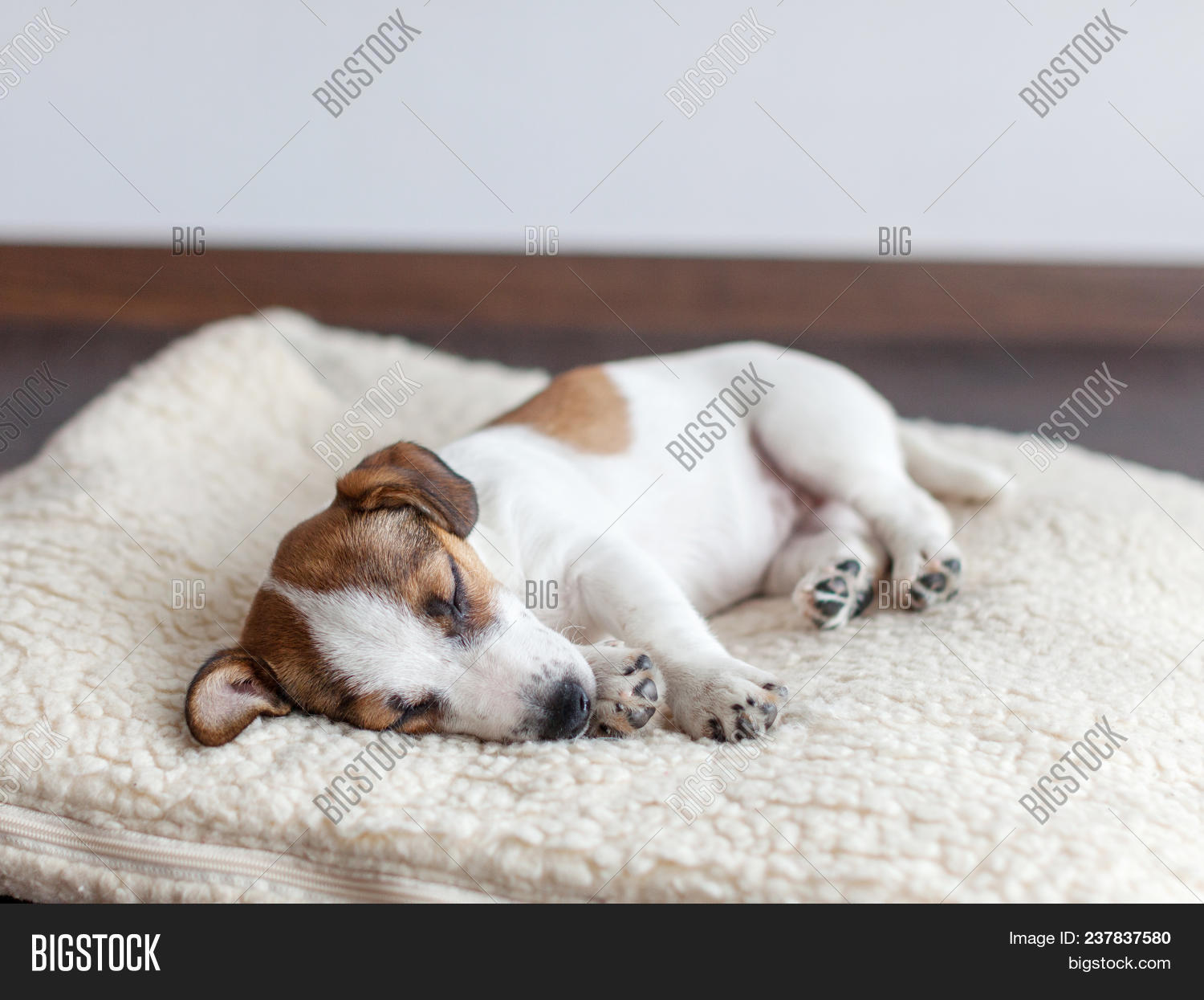 Sleeping Puppy On Dog Image & Photo (Free Trial) Bigstock