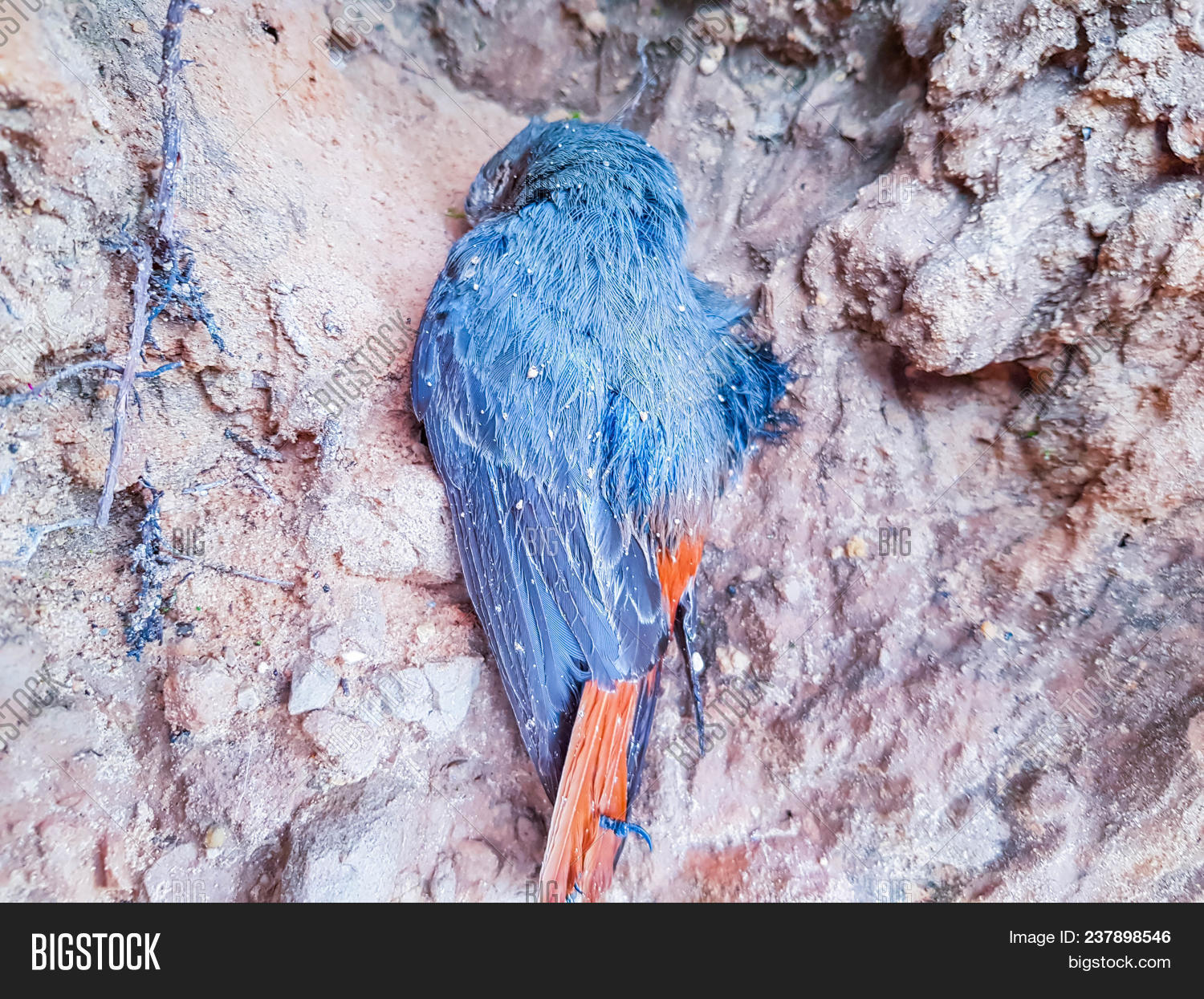 Dead Little Blue Bird Image & Photo (Free Trial) Bigstock