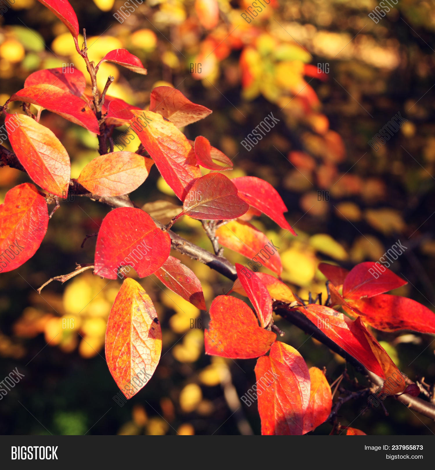 Colorful Autumn Leaves Image Photo Free Trial Bigstock