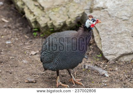 Partridge Or Turkey On A Farmer. Close Up.
