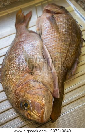 Pair Of Fresh Raw Dentex In A Pyrex Dish