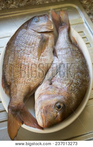 Pair Of Fresh Raw Dentex In A Pyrex Dish