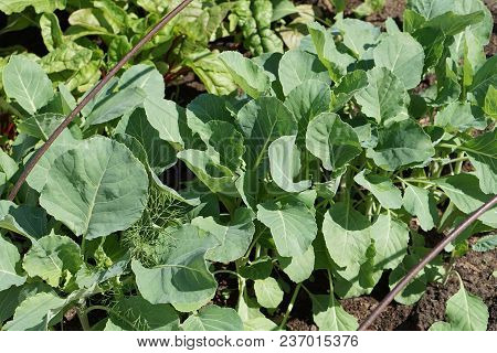 Green Cabbage Growth In Row. Ogranic Cabbage  In Garden. Ingredient In  Cuisine