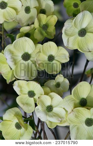 Greenish White Flowers Of Pacific Dogwood. Flower Pot Close Up. Dense Rounded Flowerheads.