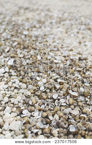 Many Dry Corbicula Fluminea Clam Shells On The Beach