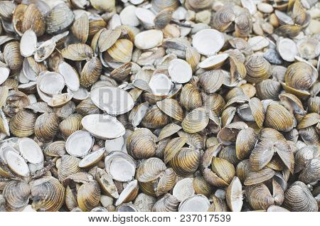 Many Dry Corbicula Fluminea Clam Shells On The Beach
