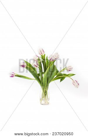 Spring Flowers On A White Background In The Studio. Tulips