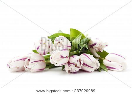 Spring Flowers On A White Background In The Studio. Tulips