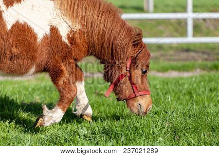 A Grazing Shetlandpony On A Green Meadow