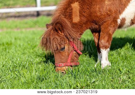 A Grazing Shetlandpony On A Green Meadow