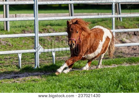 A Running Shetlandpony On A Green Meadow