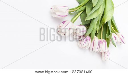 Spring Flowers On A White Background In The Studio. Tulips