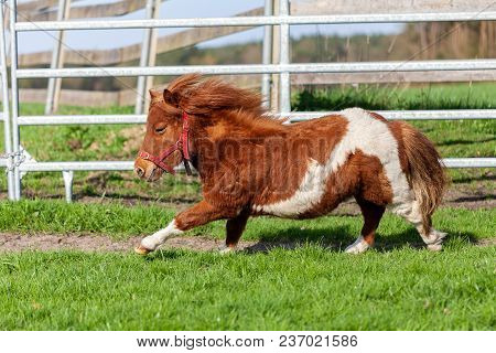 A Running Shetlandpony On A Green Meadow