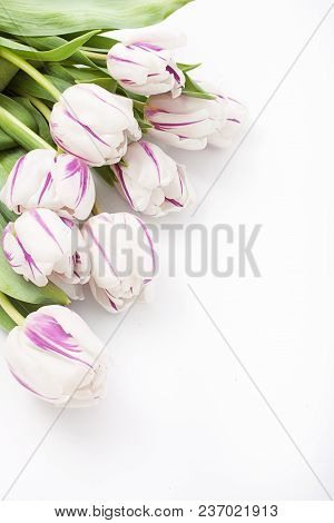 Spring Flowers On A White Background In The Studio. Tulips