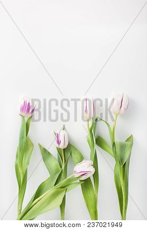 Spring Flowers On A White Background In The Studio. Tulips