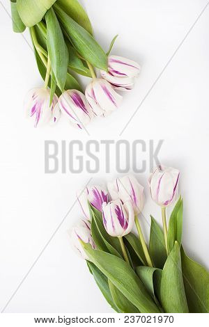 Spring Flowers On A White Background In The Studio. Tulips