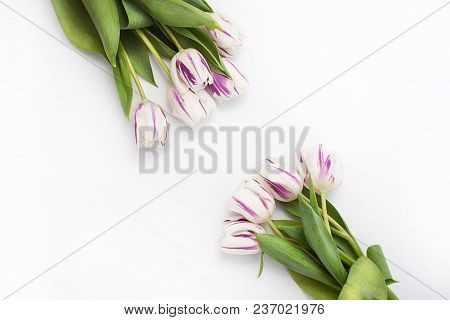 Spring Flowers On A White Background In The Studio. Tulips