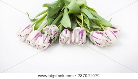 Spring Flowers On A White Background In The Studio. Tulips