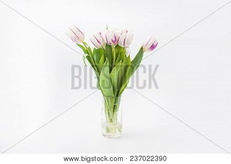 Spring Flowers On A White Background In The Studio. Tulips