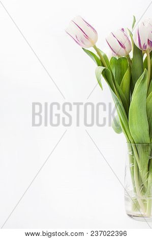 Spring Flowers On A White Background In The Studio. Tulips