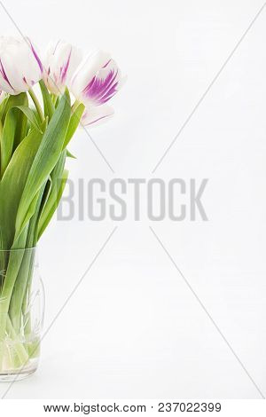 Spring Flowers On A White Background In The Studio. Tulips