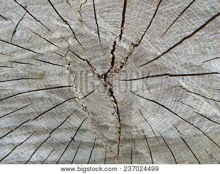 Cross Section Of The Old Trunk With Annual Rings. Tump Of Tree Felled