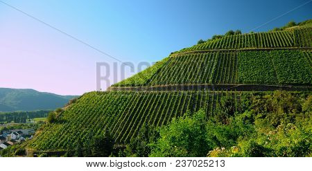 Vines On A Hill, Beautiful Summer Weather. Germany