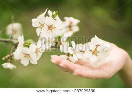 Female Hand Holds A Branch Of Blooming Almond Flowers