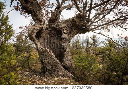 An Old Oak Tree With Cavities And Holes In Croatia