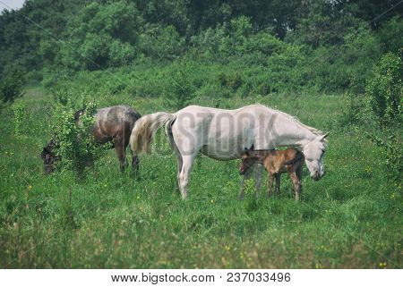 White Horse Mum With Foal And Black Horse Father Graze In The Green Summer Hilly Valley..