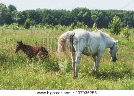White Horse Mum With Foal And Black Horse Father Graze In The Green Summer Hilly Valley..