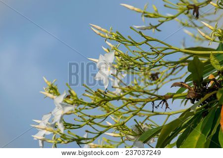Close Up Of Gerdenia Crape Jasmine With Blue Sky Background.