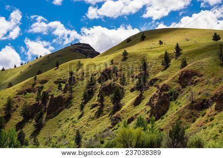 A Thin Growth Of Trees Make Shadows On A Green Hillside, Blue Sky And Clouds Above.
