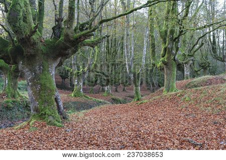 Beech Forest Located In The Autonomous Community Of The Basque Country, In Spain