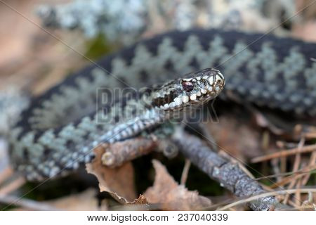 Vipera Berus Is Warming On A Spring Day