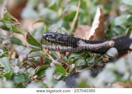 Vipera Berus Is Warming On A Spring Day