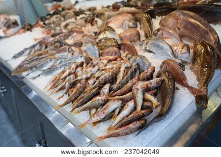 Red Striped Mullet Fishes Or Mullus Surmuletus And Other Freshly Caught Sea Fishes On The Counter In