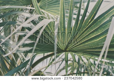 Background With Big Green Palm Tree Leaf. Ecotic Anf Tropical Plant