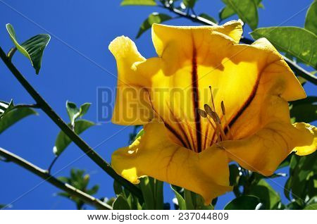 Yellow Cup Of Gold Vine (solandra Maxima) Flower In The Tropical Garden Of Tenerife,canary Islands,s