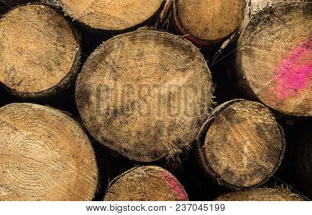 Set Of Felled Trees.trunks Of Trees Piled, Close Up. Texture Of Wood