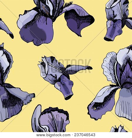 Seamless Pattern  With Hand Drawn Graphic  And Colored Sketch With Iris  On Yellow Background. Vecto