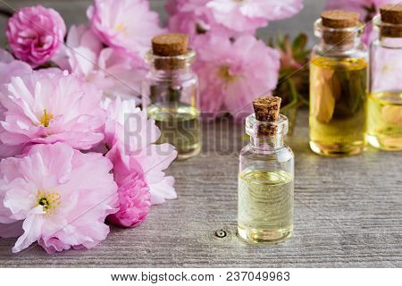 Bottles Of Essential Oil With Pink Japanese Kwanzan Cherry Blossoms