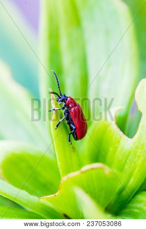 Lilioceris Merdigera On Lily Leaves