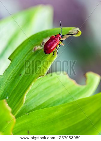 Lilioceris Merdigera On Lily Leaves