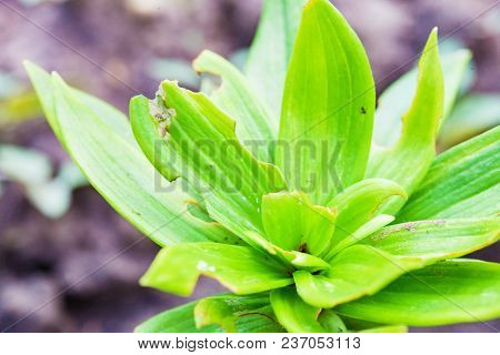Plants Of Lily Damaged Lily Leaf Beetle